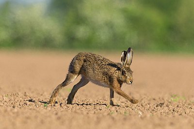 BUITEN BEELD Foto: 353967