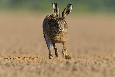 BUITEN BEELD Foto: 353969