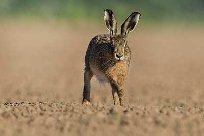 BUITEN BEELD Foto: 353970