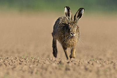 BUITEN BEELD Foto: 353971