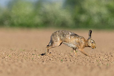 BUITEN BEELD Foto: 353972