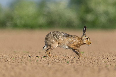 BUITEN BEELD Foto: 353975