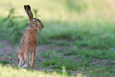 BUITEN BEELD Foto: 353976