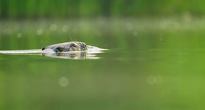 BUITEN BEELD Foto: 353988