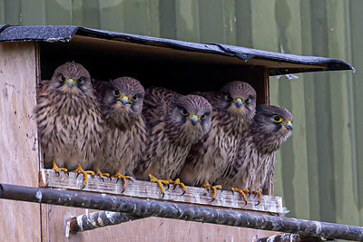 BUITEN BEELD Foto: 354011