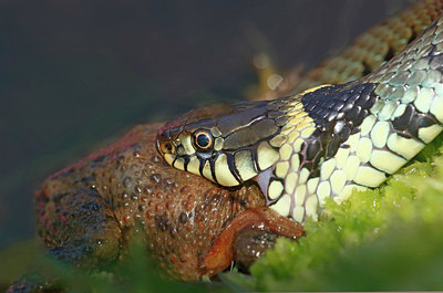 BUITEN BEELD Foto: 354050