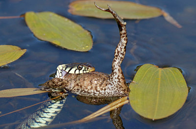 BUITEN BEELD Foto: 354054