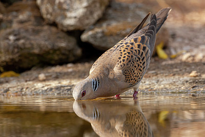 BUITEN BEELD Foto: 354060