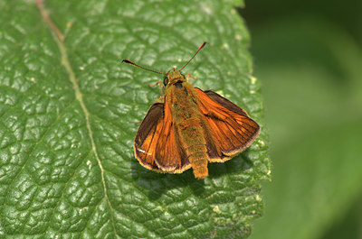 BUITEN BEELD Foto: 354077