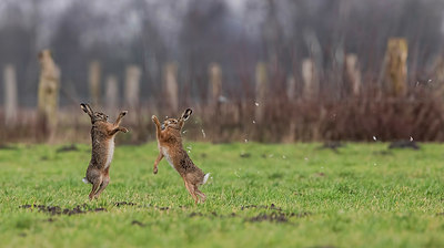 BUITEN BEELD Foto: 354081