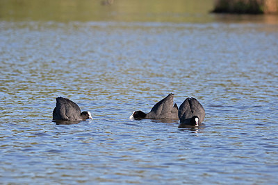 BUITEN BEELD Foto: 354107