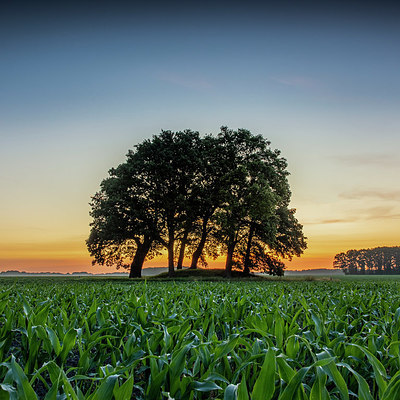 BUITEN BEELD Foto: 354153