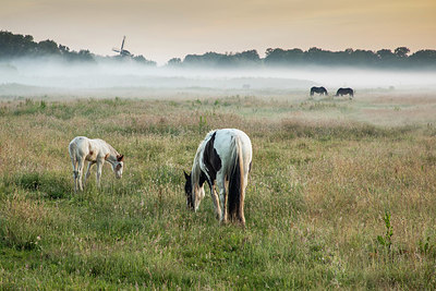 BUITEN BEELD Foto: 354156