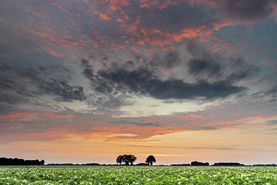 BUITEN BEELD Foto: 354174
