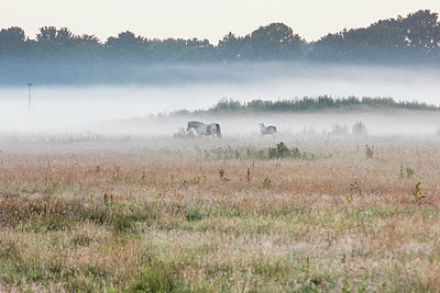 BUITEN BEELD Foto: 354184