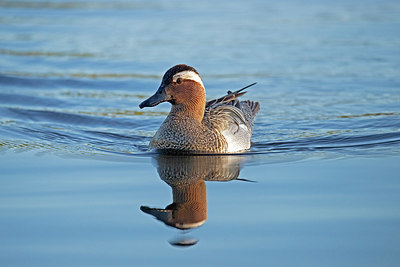 BUITEN BEELD Foto: 354217