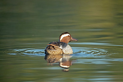 BUITEN BEELD Foto: 354239