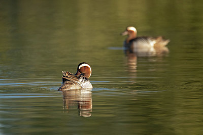 BUITEN BEELD Foto: 354265