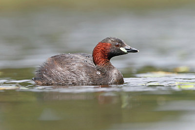 BUITEN BEELD Foto: 354280
