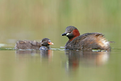 BUITEN BEELD Foto: 354281