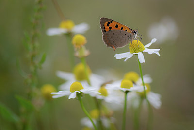 BUITEN BEELD Foto: 354300