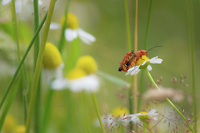 BUITEN BEELD Foto: 354302