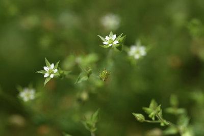 BUITEN BEELD Foto: 354311