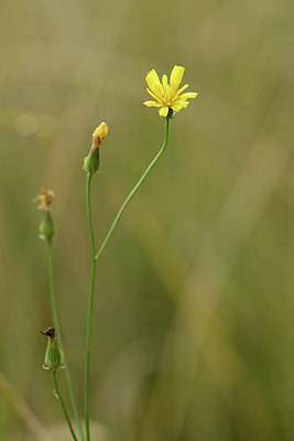 BUITEN BEELD Foto: 354328