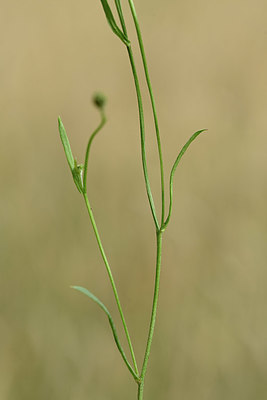 BUITEN BEELD Foto: 354332