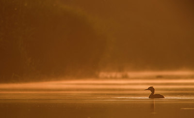 BUITEN BEELD Foto: 354536