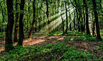 BUITEN BEELD Foto: 354543