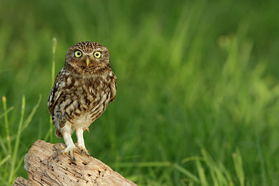BUITEN BEELD Foto: 354557