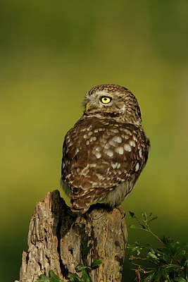 BUITEN BEELD Foto: 354558