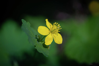 BUITEN BEELD Foto: 354583