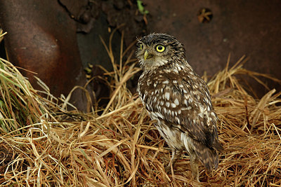 BUITEN BEELD Foto: 354598