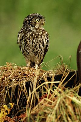 BUITEN BEELD Foto: 354601