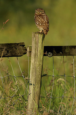 BUITEN BEELD Foto: 354603