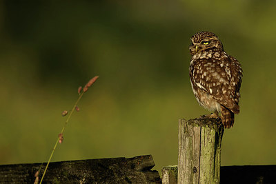 BUITEN BEELD Foto: 354604