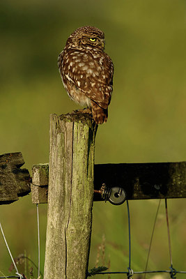 BUITEN BEELD Foto: 354605