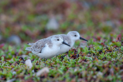 BUITEN BEELD Foto: 354637