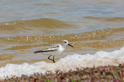 BUITEN BEELD Foto: 354639