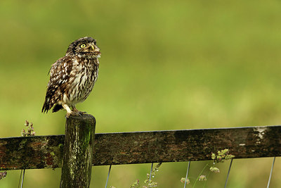 BUITEN BEELD Foto: 354649