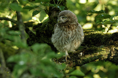 BUITEN BEELD Foto: 354650
