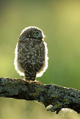 BUITEN BEELD Foto: 354653