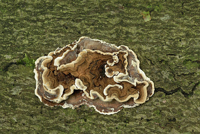 BUITEN BEELD Foto: 354663