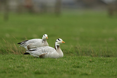 BUITEN BEELD Foto: 354672