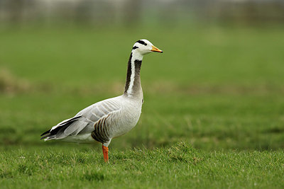 BUITEN BEELD Foto: 354675