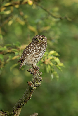 BUITEN BEELD Foto: 354676