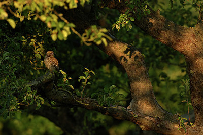 BUITEN BEELD Foto: 354685