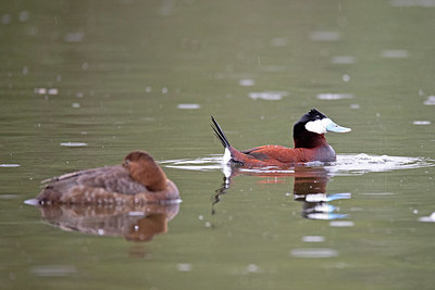 BUITEN BEELD Foto: 354697